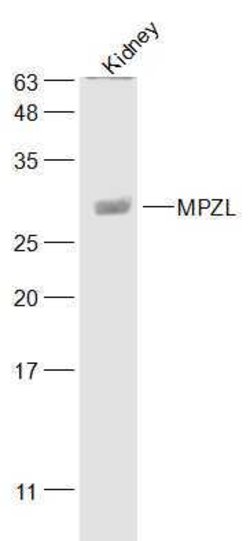 MPZL Rabbit anti-Human, Polyclonal, Bioss 100 &mu;L; Unconjugated:Antibodies,