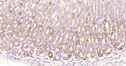 Gastrin receptor/GASR/CCKBR Rabbit anti-Human, Polyclonal, Bioss 100 &mu;L;