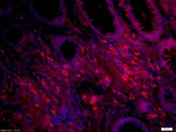 IL-12 Rabbit anti-Human, Polyclonal, Bioss 100 &mu;L; Unconjugated:Antibodies,