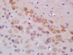 GLUR3/GRIA 3 Rabbit anti-Human, Polyclonal, Bioss 100 &mu;L; Unconjugated:Antibodies,