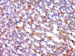 Integrin alpha L/CD11a Rabbit anti-Human, Polyclonal, Bioss 100 &mu;L;