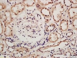 IRF9 Rabbit anti-Human, Polyclonal, Bioss 100 &mu;L; Unconjugated:Antibodies,