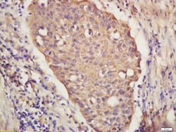 IRF9 Rabbit anti-Human, Polyclonal, Bioss 100 &mu;L; Unconjugated:Antibodies,