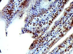 ISX/Intestine specific homeobox Rabbit anti-Human, Polyclonal, Bioss 100