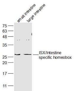ISX/Intestine specific homeobox Rabbit anti-Human, Polyclonal, Bioss 100
