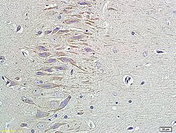 Pro-NRG1 Rabbit anti-Human, Polyclonal, Bioss 100 &mu;L; Unconjugated:Antibodies,