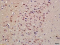 Pro-NRG1 Rabbit anti-Human, Polyclonal, Bioss 100 &mu;L; Unconjugated:Antibodies,