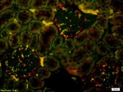 PGC1 alpha + beta Rabbit anti-Human Mouse Rat, Polyclonal, Bioss 100 &mu;L;