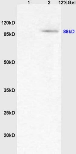 PGC1 alpha + beta Rabbit anti-Human Mouse Rat, Polyclonal, Bioss 100 &mu;L;