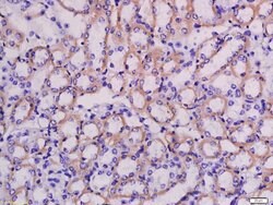 LRRC67 Rabbit anti-Human, Polyclonal, Bioss 100 &mu;L; Unconjugated:Antibodies,