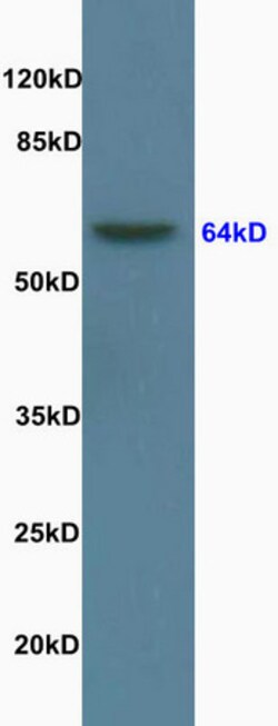 Lamin B1 Rabbit anti-Human, Polyclonal, Bioss 100 &mu;L; Unconjugated:Antibodies,
