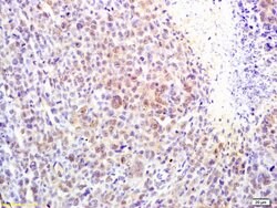 alpha MSH Rabbit anti-Human, Polyclonal, Bioss 100 &mu;L; Unconjugated:Antibodies,