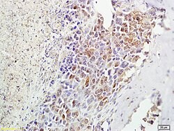 alpha MSH Rabbit anti-Human, Polyclonal, Bioss 100 &mu;L; Unconjugated:Antibodies,