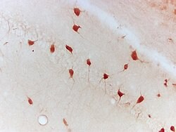 Ntn1/Netrin 1 Rabbit anti-Human, Polyclonal, Bioss 100 &mu;L; Unconjugated:Antibodies,