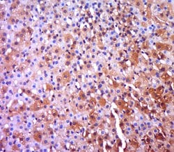 Ntn1/Netrin 1 Rabbit anti-Human, Polyclonal, Bioss 100 &mu;L; Unconjugated:Antibodies,