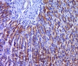 Ntn1/Netrin 1 Rabbit anti-Human, Polyclonal, Bioss 100 &mu;L; Unconjugated:Antibodies,