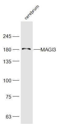 MAGI3 Rabbit anti-Human, Polyclonal, Bioss 100 &mu;L; Unconjugated:Antibodies,