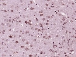 MANSC1 Rabbit anti-Human, Polyclonal, Bioss 100 &mu;L; Unconjugated:Antibodies,