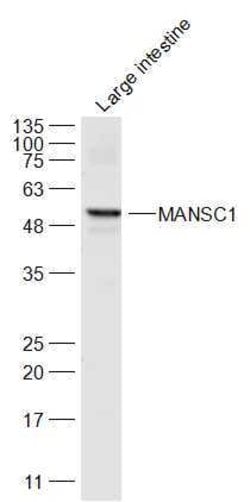 MANSC1 Rabbit anti-Human, Polyclonal, Bioss 100 &mu;L; Unconjugated:Antibodies,
