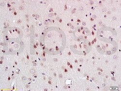 PEG3 Rabbit anti-Human, Polyclonal, Bioss 100 &mu;L; Unconjugated:Antibodies,