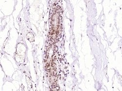 MDFI Rabbit anti-Human, Polyclonal, Bioss 100 μL; Unconjugated:Antibodies,