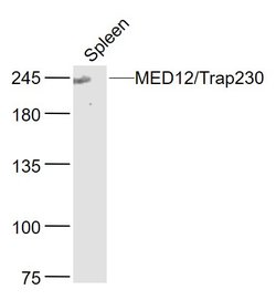 MED12/Trap230 Rabbit anti-Human, Polyclonal, Bioss 100 &mu;L; Unconjugated:Antibodies,