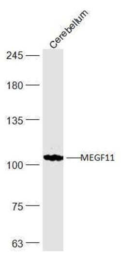 MEGF11 Rabbit anti-Human, Polyclonal, Bioss 100 &mu;L | Buy Online | Bioss | Fisher Scientific