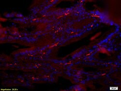 Reprimo Rabbit anti-Human, Polyclonal, Bioss 100 &mu;L; Unconjugated:Antibodies,