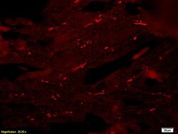 Reprimo Rabbit anti-Human, Polyclonal, Bioss 100 &mu;L; Unconjugated:Antibodies,