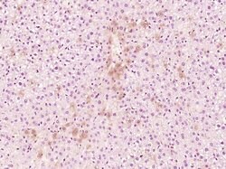 Reprimo Rabbit anti-Human, Polyclonal, Bioss 100 &mu;L; Unconjugated:Antibodies,