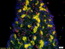 SLC6A4/5-HTT Rabbit anti-Human, Polyclonal, Bioss 100 &mu;L; Unconjugated:Antibodies,
