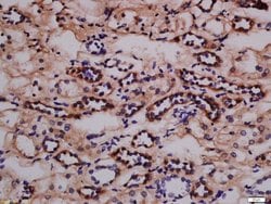 Nephrin Rabbit anti-Human, Polyclonal, Bioss 100 &mu;L; Unconjugated:Antibodies,