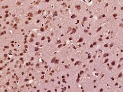 Nesprin 3 Rabbit anti-Human, Polyclonal, Bioss 100 &mu;L; Unconjugated:Antibodies,