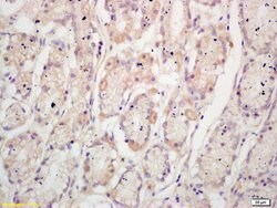 TFF2 Rabbit anti-Human, Polyclonal, Bioss 100 &mu;L; Unconjugated:Antibodies,