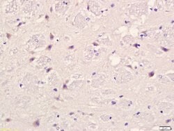 PLAUR Rabbit anti-Human, Polyclonal, Bioss 100 &mu;L; Unconjugated:Antibodies,