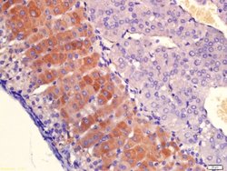 PLAUR Rabbit anti-Human, Polyclonal, Bioss 100 &mu;L; Unconjugated:Antibodies,