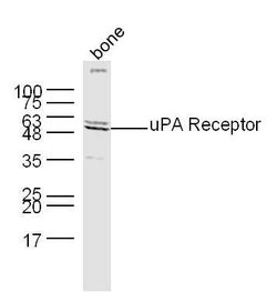 PLAUR Rabbit anti-Human, Polyclonal, Bioss 100 &mu;L; Unconjugated:Antibodies,