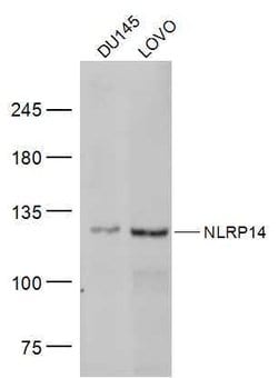 NLRP14 Rabbit anti-Human, Polyclonal, Bioss 100 &mu;L | Buy Online | Bioss | Fisher Scientific