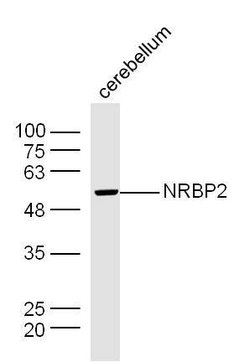 NRBP2 Rabbit anti-Human, Polyclonal, Bioss 100 &mu;L; Unconjugated:Antibodies,