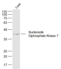 Nucleoside Diphosphate Kinase 7 Rabbit anti-Human, Polyclonal, Bioss 100