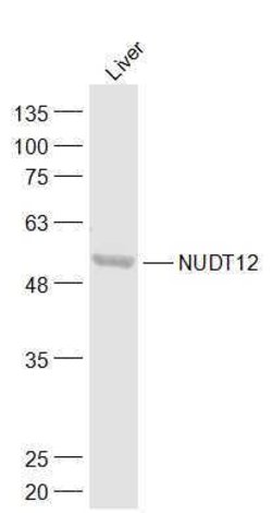 NUDT12 Rabbit anti-Human, Polyclonal, Bioss 100 &mu;L; Unconjugated:Antibodies,