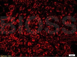 VPS18 Rabbit anti-Human, Polyclonal, Bioss 100 &mu;L; Unconjugated:Antibodies,