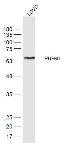 PUF60 Rabbit anti-Human, Polyclonal, Bioss 100 &mu;L; Unconjugated:Antibodies,
