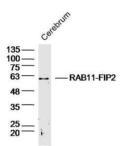 RAB11-FIP2 Rabbit anti-Human, Polyclonal, Bioss 100 &mu;L; Unconjugated:Antibodies,