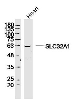 SLC32A1 Rabbit anti-Human, Polyclonal, Bioss 100 &mu;L | Buy Online | Bioss | Fisher Scientific