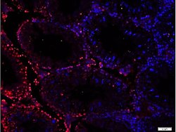 Phospho-Src (Ser75) Rabbit anti-Human, Polyclonal, Bioss 100 &mu;L; Unconjugated:Antibodies,