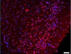 Phospho-Src (Ser75) Rabbit anti-Human, Polyclonal, Bioss 100 &mu;L; Unconjugated:Antibodies,