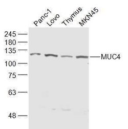 Mucin 4 Rabbit anti-Human, Polyclonal, Bioss 100 &mu;L; Unconjugated:Antibodies,