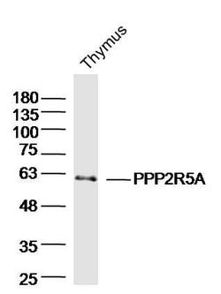 PPP2R5A Rabbit anti-Human, Polyclonal, Bioss 100 &mu;L; Unconjugated:Antibodies,