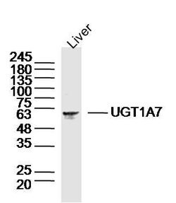 UGT1A7 Rabbit anti-Human, Polyclonal, Bioss 100 &mu;L; Unconjugated:Antibodies,